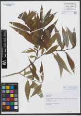 Foto von Salix undulata Ehrh.